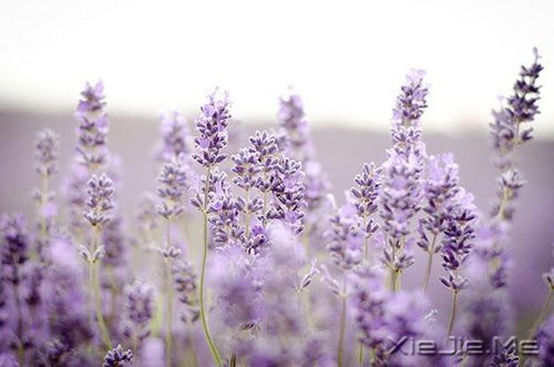 ʮ�������ܻ��ڵ�ʮ����